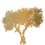 Plomari Platinum tree logotype, inspiration, from Lesvos nature for culinary olive oil